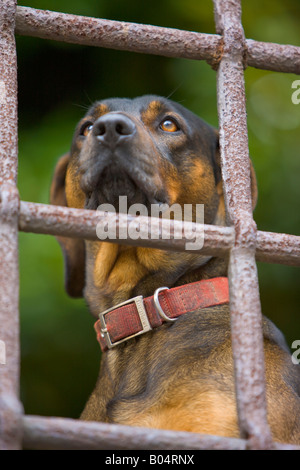 Un chien assis à une fenêtre dans la Piazza San Martino dans la ville de Lucca, Province de Lucques, Toscane Banque D'Images