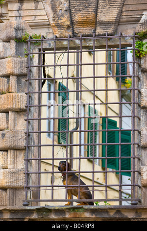 Un chien assis à une fenêtre dans la Piazza San Martino dans la ville de Lucca, Province de Lucques, Toscane Banque D'Images