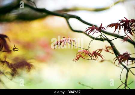 Acer palmatum 'Bloodgood'. L'érable japonais 'Bloodgood' les feuilles des arbres au printemps. UK Banque D'Images