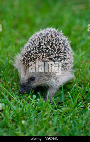 Un jeune hérisson d'Europe de l'Ouest (Erinaceus europaeus) explorer la pelouse L'herbe dans une zone suburbaine Banque D'Images