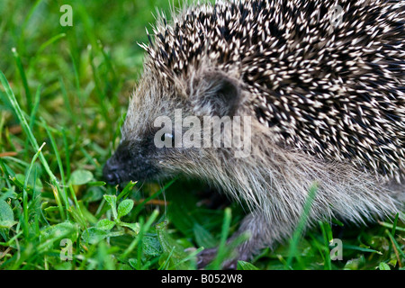 Un jeune hérisson d'Europe de l'Ouest (Erinaceus europaeus) explorer la pelouse L'herbe dans une zone suburbaine Banque D'Images