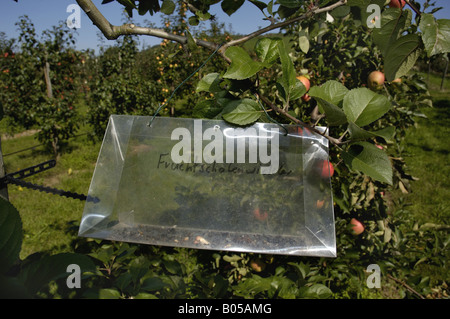 Les fruits d'été (tortrix Capua Adoxophyes orana, reticulana), insecte piège en arbre fruitier Banque D'Images