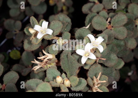 Le miel blanc Correa et Bee-Correa alba et Apis mellifera-Famille Rutaceae Banque D'Images