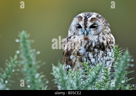 Tawny owl (Strix Aluco enr.) Banque D'Images