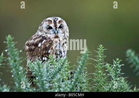 Tawny owl (Strix Aluco enr.) Banque D'Images