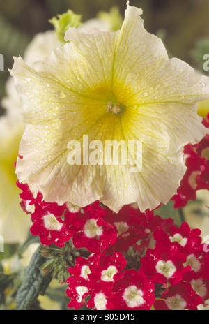 Petunia 'Prism Sunshine' F1 hybride et verveine 'St George' Banque D'Images