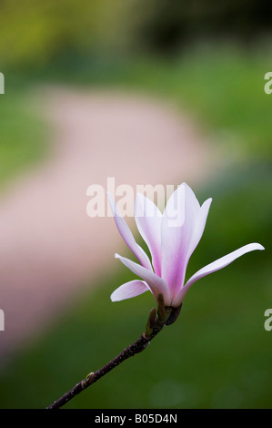 Magnolia x Lysimachia clethroides Duby Lysimachia fortunei Maxim fleur en avril. UK Banque D'Images