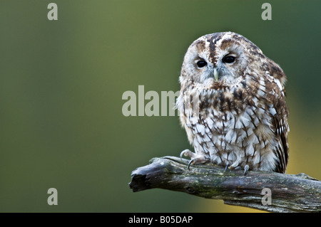 Tawny owl (Strix Aluco enr.) Banque D'Images