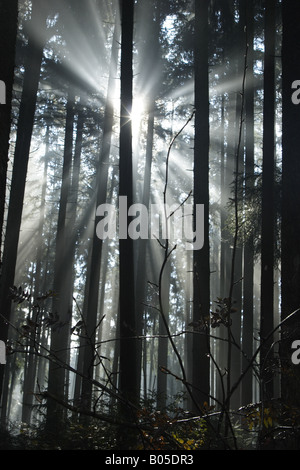 Rayons de soleil dans la forêt de conifères à l'automne, l'Allemagne, Bade-Wurtemberg, Allgaeu Banque D'Images