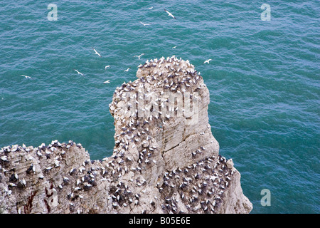 Une colonie de fous de Bassan (Morus bassanus) à falaises de Bempton RSPB réserve naturelle, North Yorkshire Banque D'Images