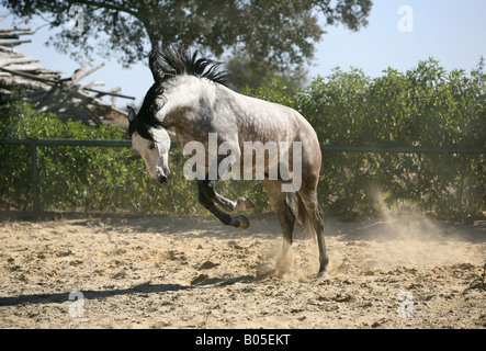 Cheval lusitanien (Equus przewalskii f. caballus), à-coups Banque D'Images