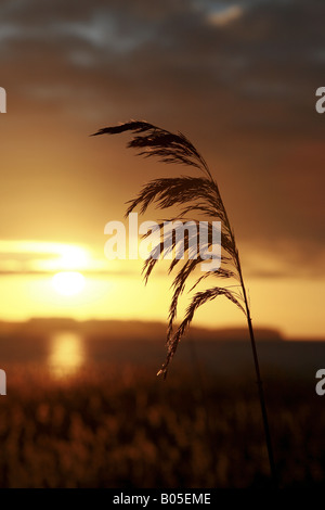 Le calamagrostis, roseau commun (Phragmites communis, Phragmites australis), inflorescence en rétro-éclairage, Allemagne Banque D'Images