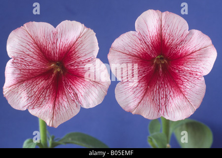 Petunia 'Strawberry Sundae' hybride F1. Banque D'Images