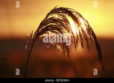 Le calamagrostis, roseau commun (Phragmites communis, Phragmites australis), inflorescence en rétro-éclairage, Allemagne Banque D'Images