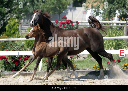 Arabian Thorougbred (Equus przewalskii f. caballus), mare avec poulain Banque D'Images