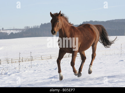 Cheval Trakehner (Equus przewalskii f. caballus), au galop dans la neige, Allemagne Banque D'Images