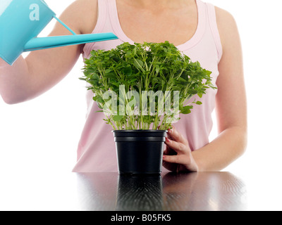 Jeune femme d'arroser un pot de fines herbes prêts à prendre et faire cuire avec un bidon isolé sur un fond blanc et Clipping Path Banque D'Images