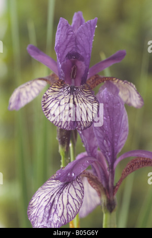Iris sibirica 'Vol de papillons' (iris de Sibérie) Banque D'Images