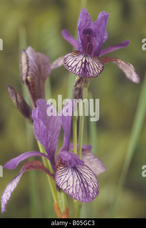 Iris sibirica 'Vol de papillons' (iris de Sibérie) Banque D'Images