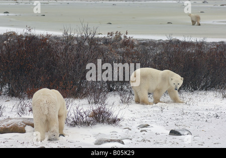 Churchill Manitoba jeunes ours polaires mâles en attente de la glace de la baie d'Hudson à geler Banque D'Images