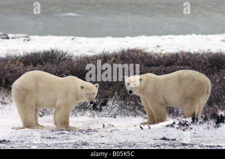 Churchill Manitoba jeune mâle ours polaires playfighting en attendant que la glace de la baie d'Hudson à geler Banque D'Images