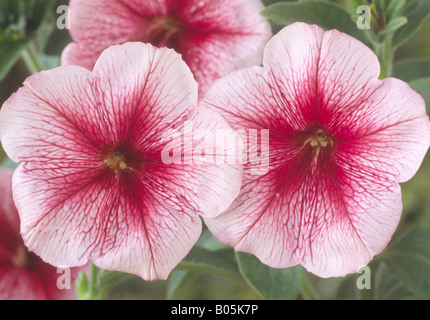 Petunia 'Strawberry Sundae' hybride F1. Banque D'Images