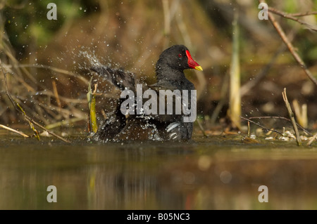 Gallinule poule-d'eau - Gallinula chloropus - Echelle Banque D'Images