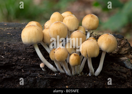 Cap d'encre scintillante champignon Banque D'Images