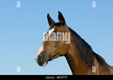 Polish halfbred horse Banque D'Images