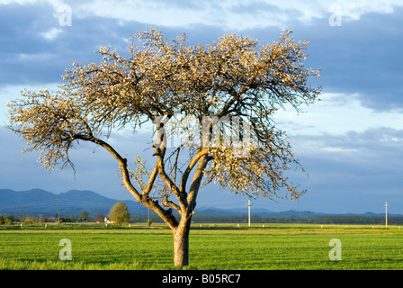Seul arbre fleurissant au printemps. Banque D'Images