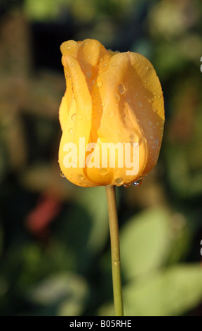 Close up de la tulipe feuilles avec des gouttes de pluie sur elle. Banque D'Images