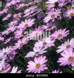 Ostéospermum ciliata fleurs lilas Banque D'Images