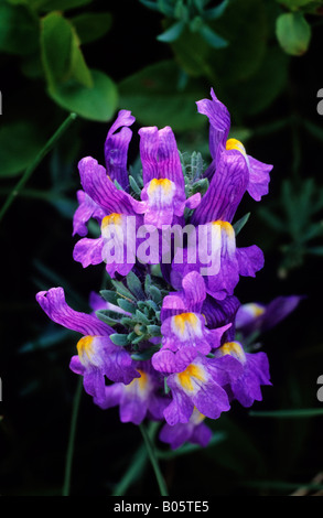 Alpine Toadflax Linaria alpina, NP d'Aigüestortes, Pyrénées espagnoles Banque D'Images