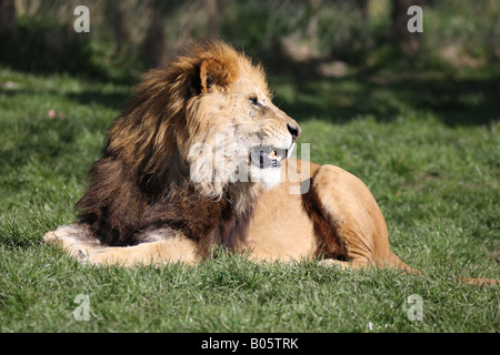 Un homme l'African Lion (Panthera leo) siège profitant du soleil du printemps. Banque D'Images