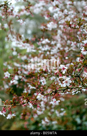 PRUNUS INCISA Banque D'Images