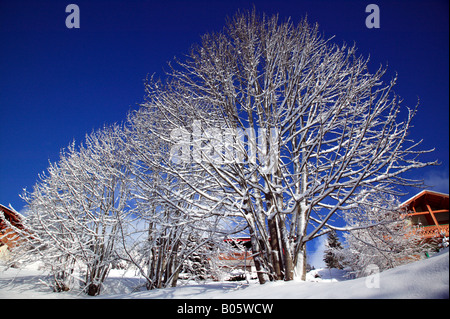 Arbres couverts de neige contre un ciel bleu clair Banque D'Images