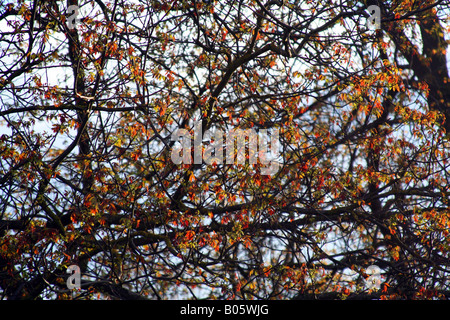 Couleurs de l'écrou dans l'arbre au début du printemps. Banque D'Images