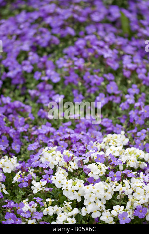 Aubretia violette et blanche en fleur dans le jardin de printemps Banque D'Images