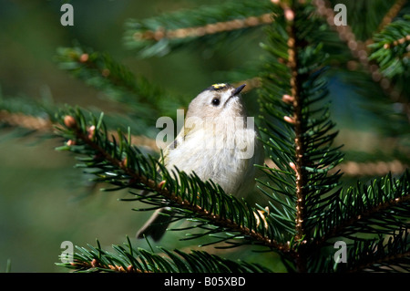 Goldcrest (Regulus regulus) en sapin Banque D'Images