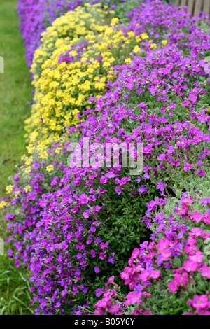 ALYSSUM SAXTILE AUBRETA ET X CULTORUM SÈCHE SUR UN MUR ORIENTÉ VERS LE NORD MAIS OUVERTE Banque D'Images