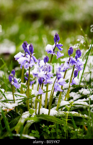 Bluebells avec une légère couche de neige Banque D'Images