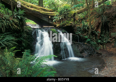 Chutes du ruisseau Cascade rustique sur Moran State Park Orcas Island îles San Juan Washington Banque D'Images