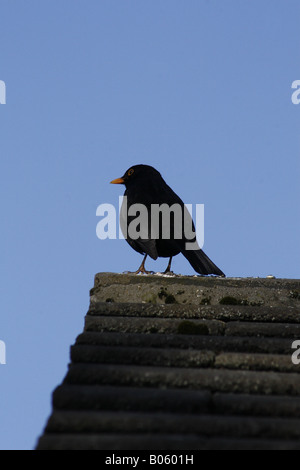 Turdus merula blackbird mâle Banque D'Images