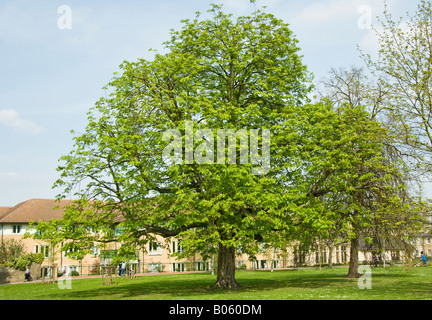 Un cheval adulte Marronnier Aesculus hippocastanum, au printemps dans des feuilles de verdure, Cambridge Banque D'Images