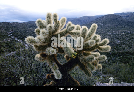 Un teddybear cholla cactus (également connu sous le nom d'un cactus Saguaro en saut National Monument dans le désert de Sonora, près de Tucson en Arizona Banque D'Images