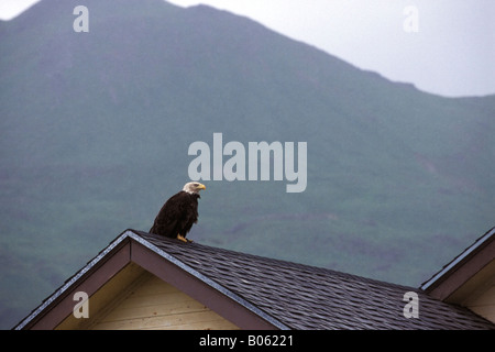 Pygargue à tête blanche sur un toit, Dutch Harbor, Unalaska, Alaska. Banque D'Images