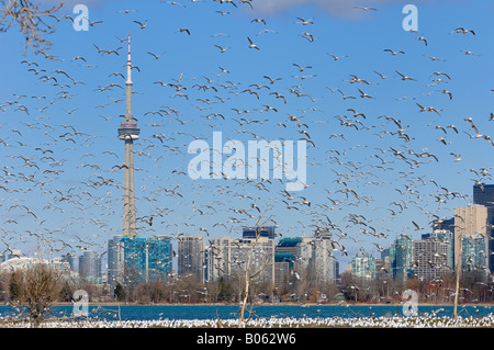 Essaim de l'anneau de bec cerclé à Leslie Street Spit Tommy Thomson Park conservation area Toronto au printemps avec des toits de la ville Tour du CN Banque D'Images