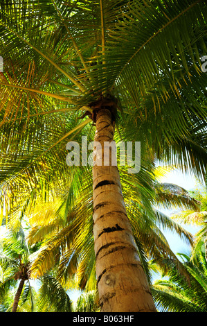 Les auvents de palmiers dans les forêts tropicales sur une île des Caraïbes Banque D'Images