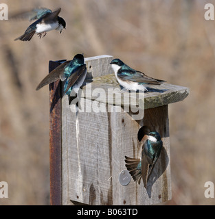 Oiseaux hirondelles le jalonnement d'un nichoir à Toronto Leslie Street Spit Tommy Thomson Park conservation au début du printemps Banque D'Images