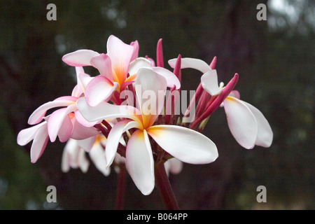 Plumeria flowers Banque D'Images